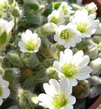 Cerastium alpinum var nevadense